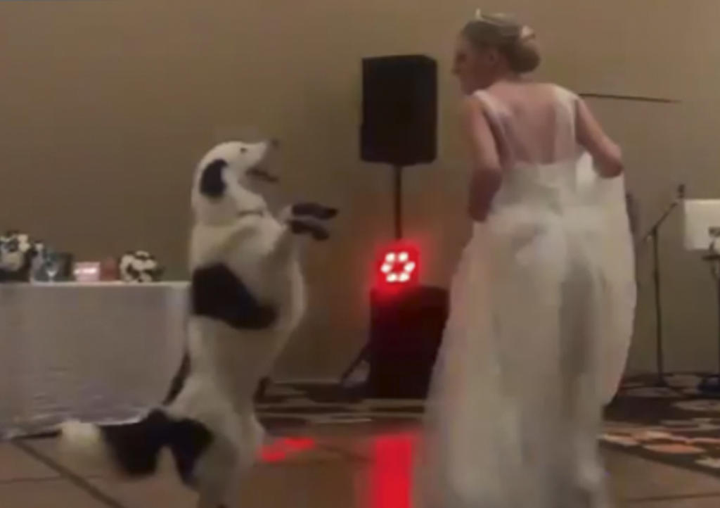 VIRAL: El bello baile de bodas de novia y su mascota