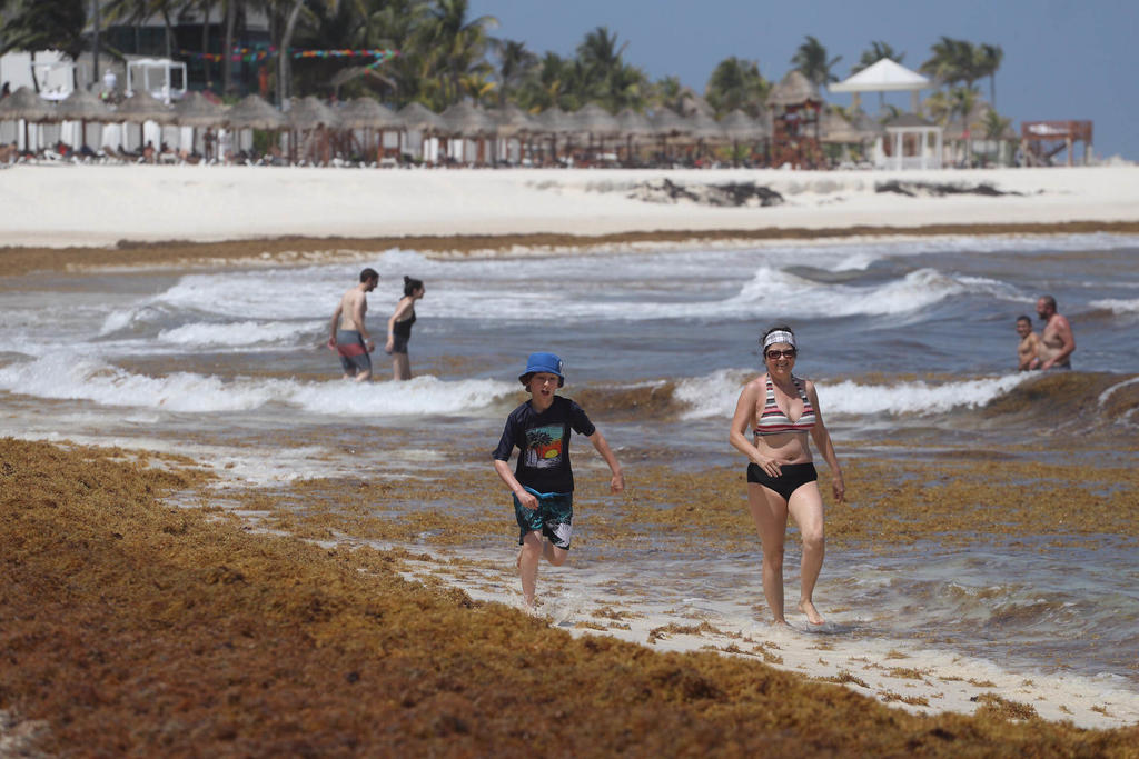 ¿Qué es el sargazo y en qué playas mexicanas se encuentra?