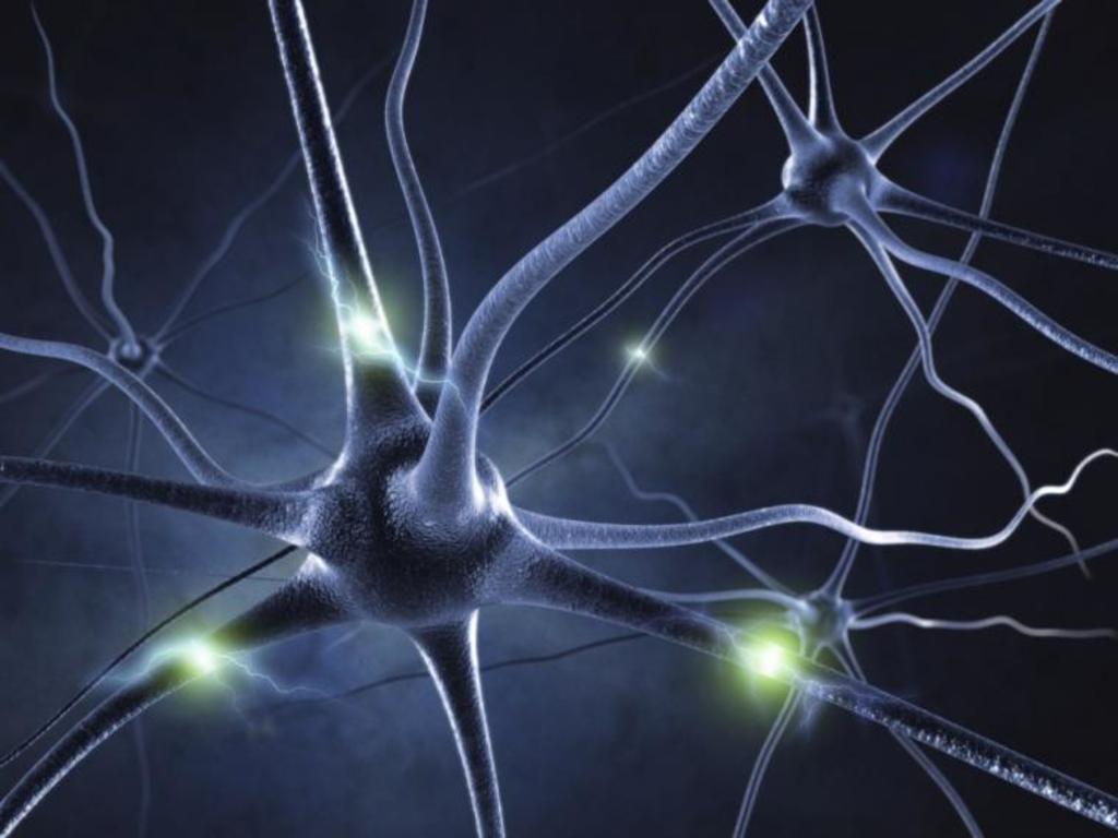 Regeneran conexiones neuronales en modelos de mosca con Alzheimer