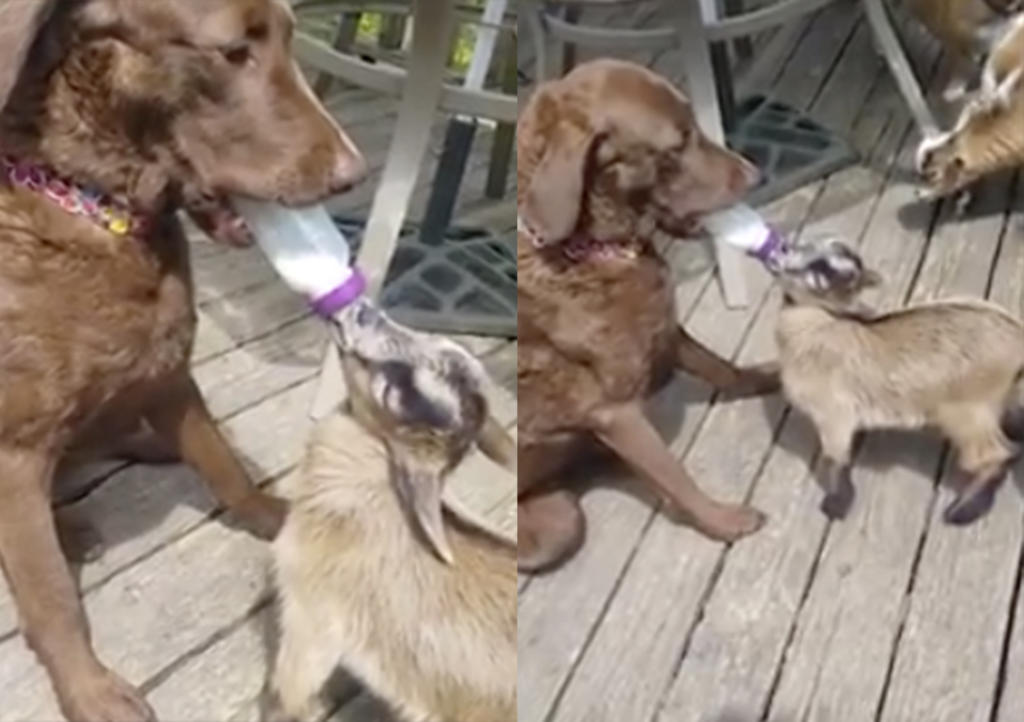 Labrador alimenta a cabrito y enamora al Internet