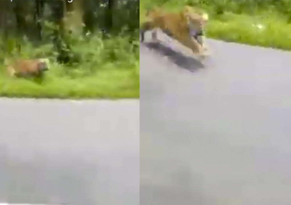 VIRAL: Motociclistas logran escapar de tigre hambriento