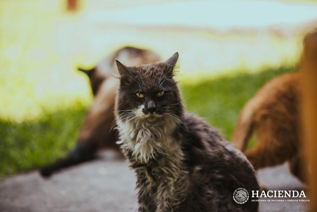Fallece 'Gandalla', gato habitante de Palacio Nacional