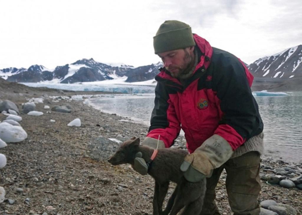 Un zorro recorre de Noruega hasta Canadá en 76 días