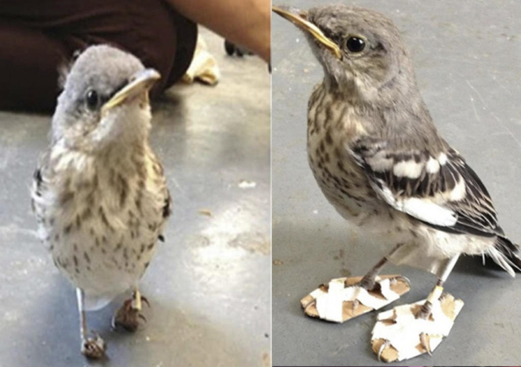Pájaro recibe zapatos ortopédicos para poder caminar