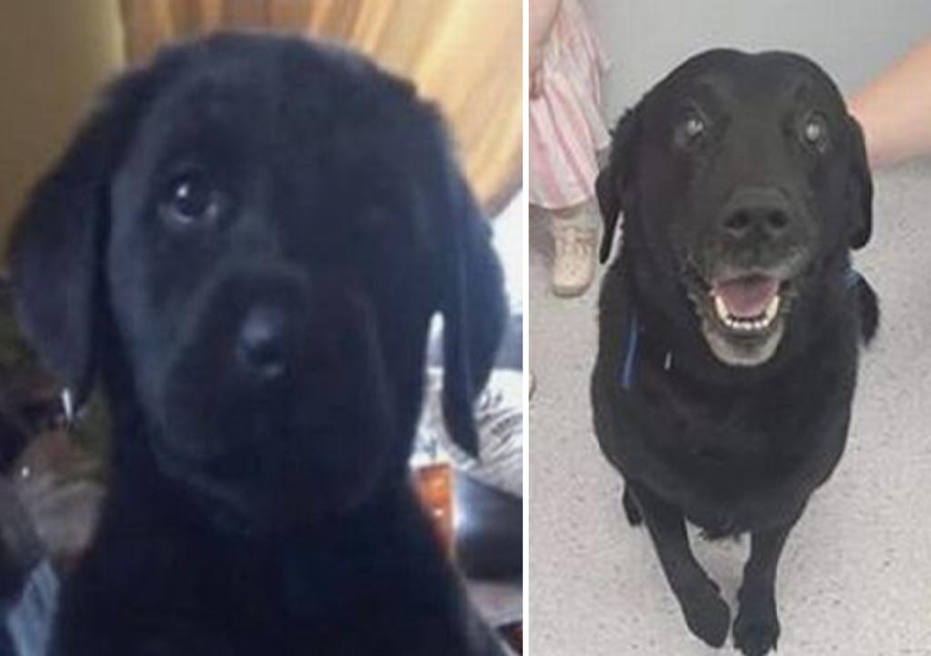 Perro se reúne con su dueño tras 9 años desaparecido