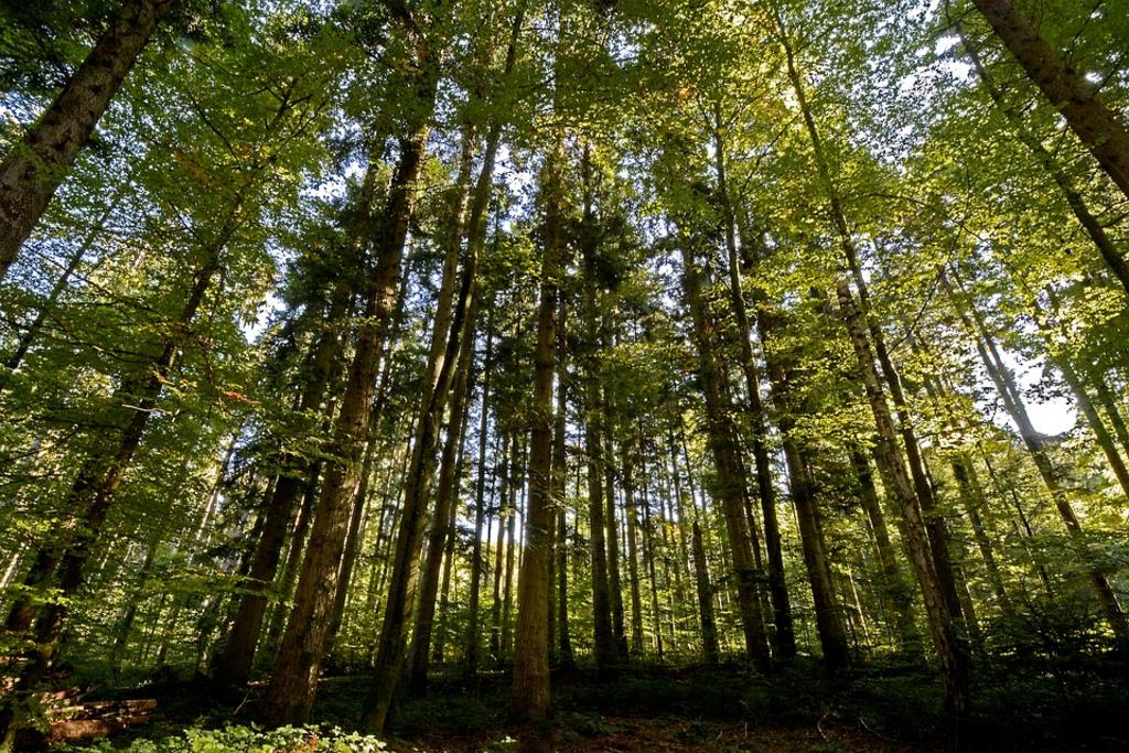Un billón de árboles para combatir cambio climático