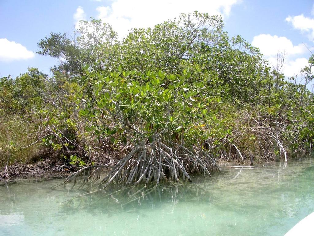 Multa millonaria a municipio costero de Yucatán por acabar con manglares