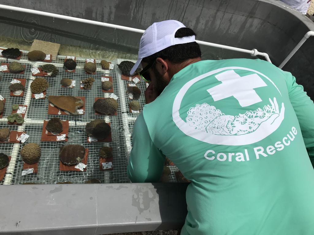 Extraen corales de los Cayos de Florida para salvarlos de una enfermedad