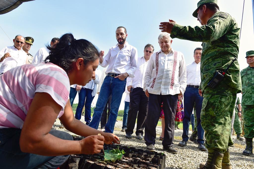 México expande programa de reforestación a Honduras
