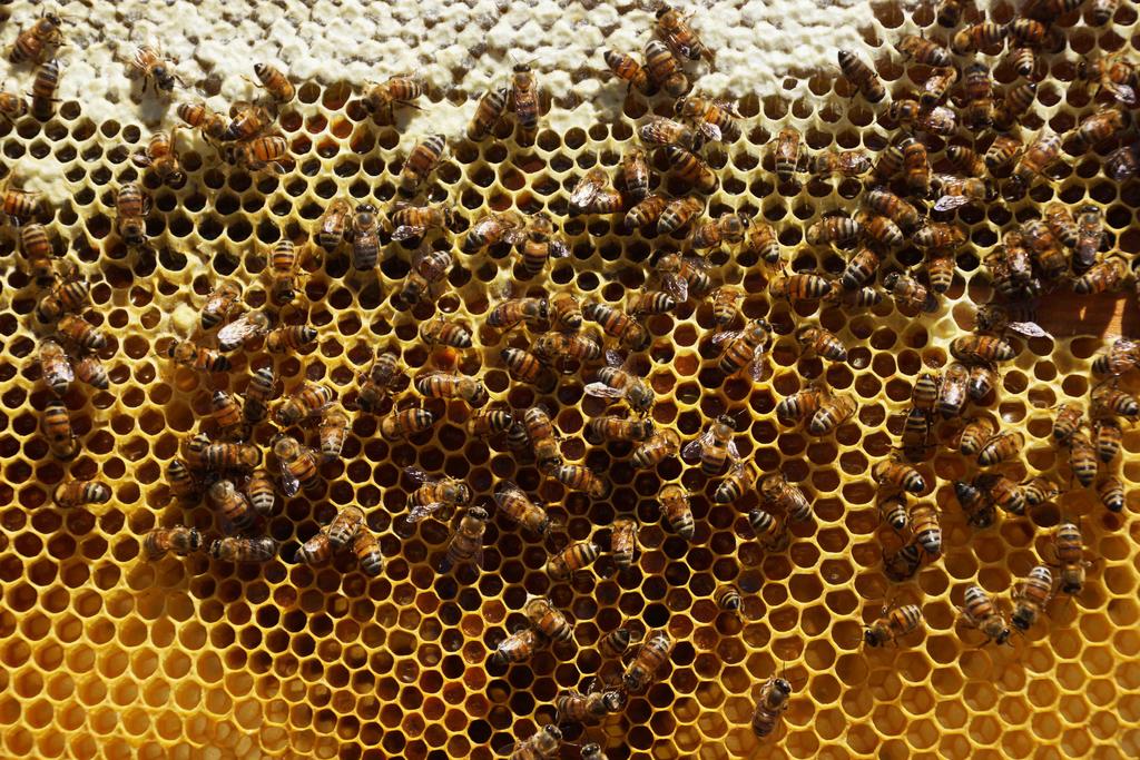 ¿Qué beneficios tienen los diferentes tipos de miel?