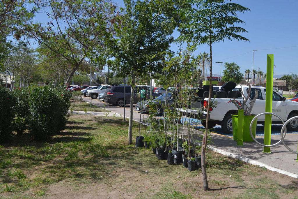 Van 42 mil árboles plantados en Gómez Palacio