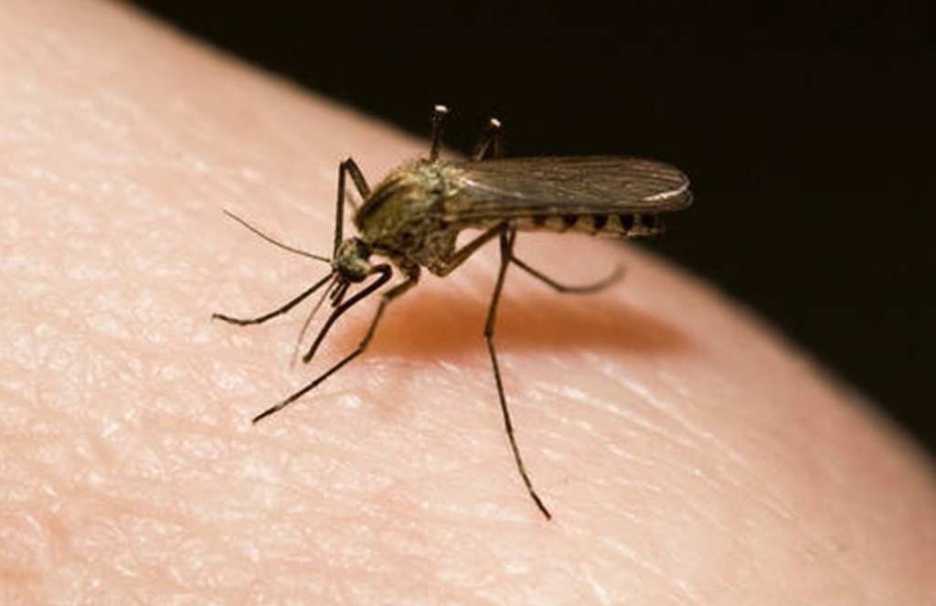 Continúan acciones para combatir el dengue