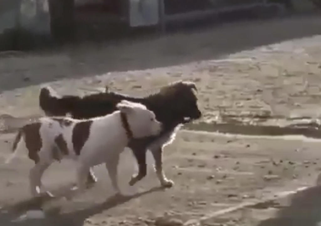 Perro callejero libera a otro encadenado para llevarlo a caminar