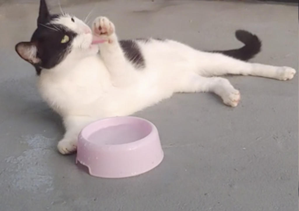 Gatito toma agua 'con clase' y se hace viral