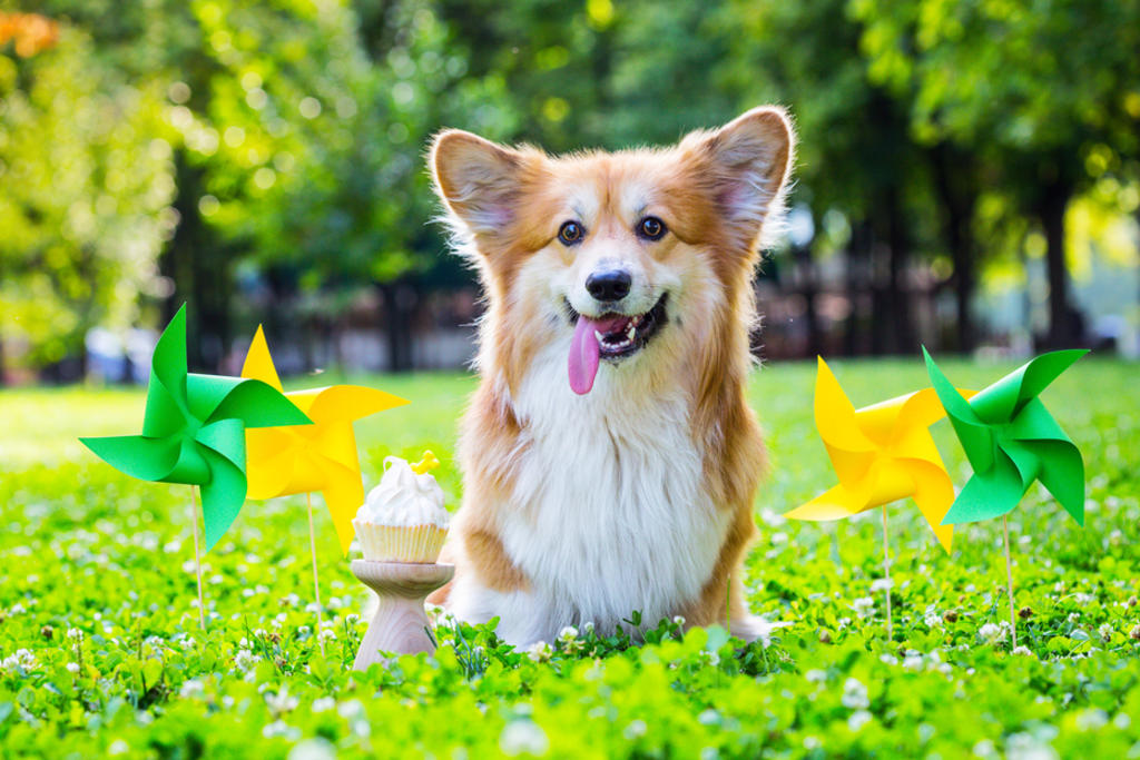 Celebra el Día del perro consintiendo a tu mascota con especiales postres