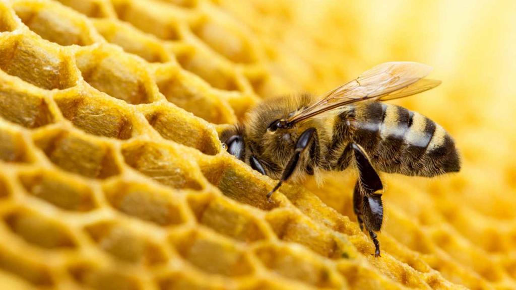 Buscan proteger a las abejas usando control biológico en plagas