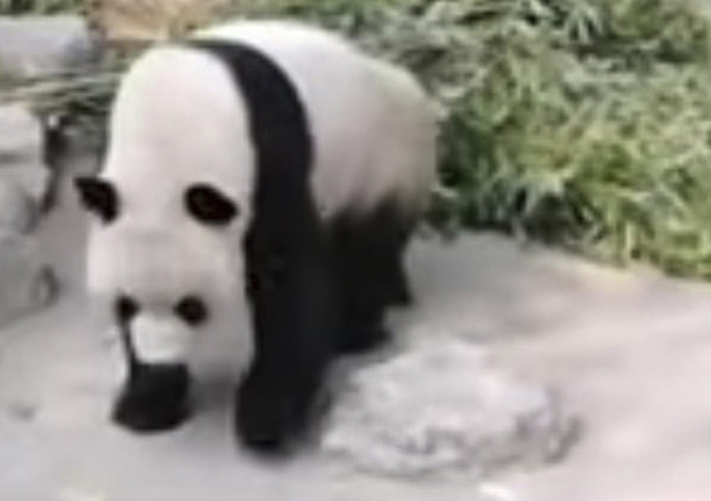 Lanzan piedras a Panda en Zoológico para despertarlo