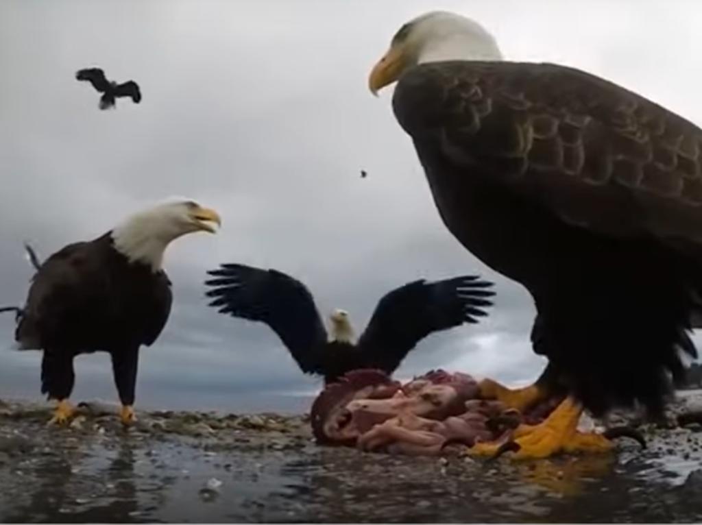 Le devuelven la cámara que le fue robada por un águila
