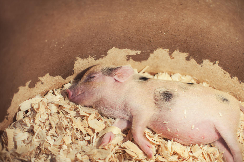 Lo que debes saber antes de tener un mini pig