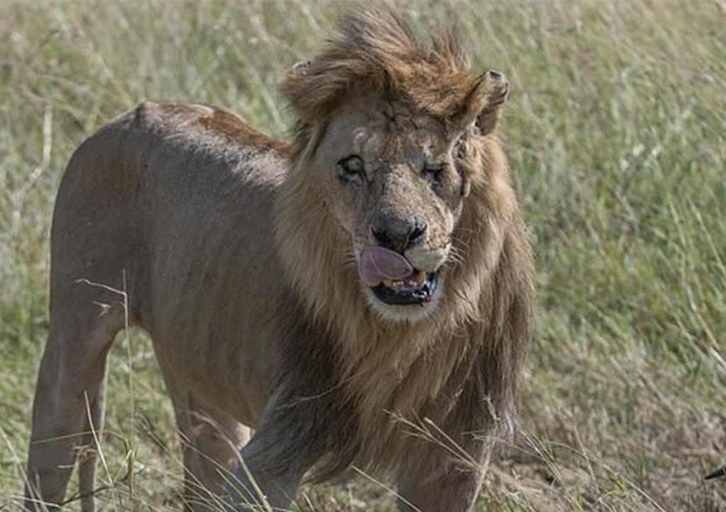 Captan al verdadero 'Scar' en selva de Kenia