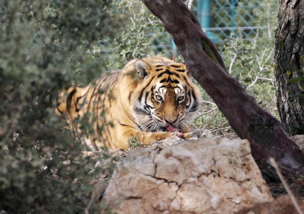 Los tigres continúan en peligro de extinción pese a esfuerzos