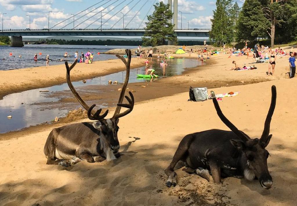 Dos renos ‘se van de vacaciones’ a la playa