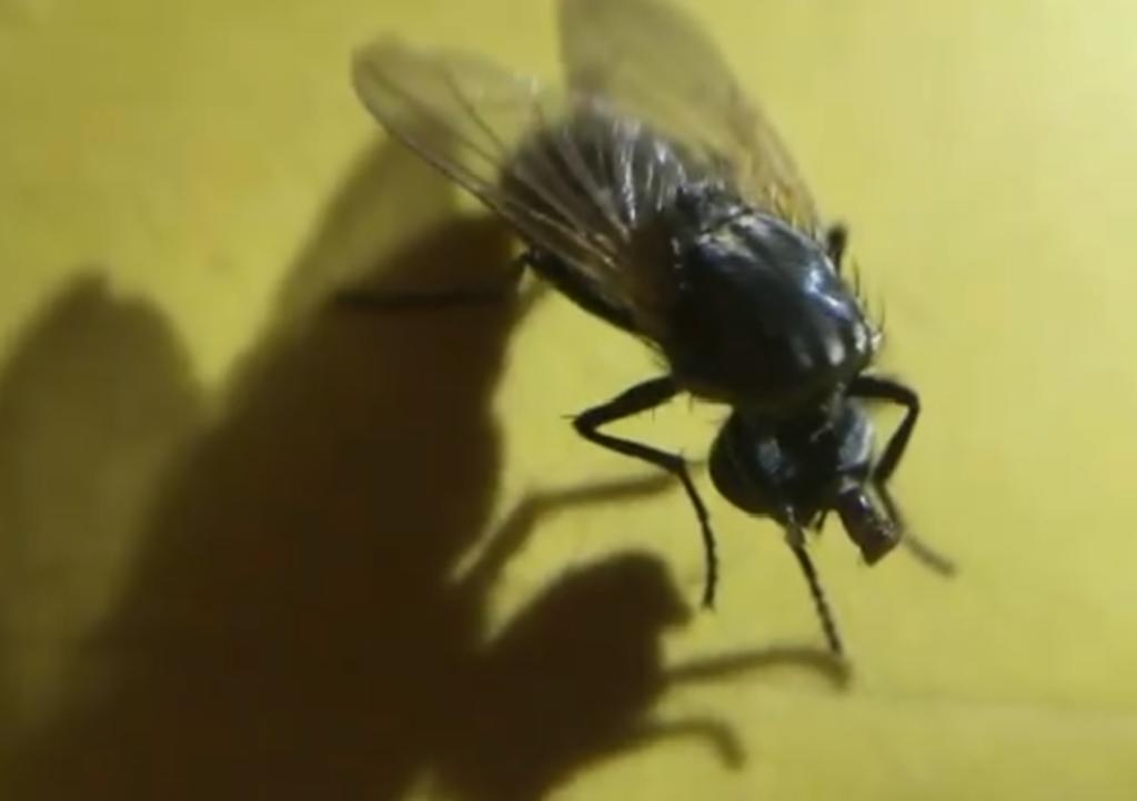 Una mosca juega con su propia cabeza decapitada