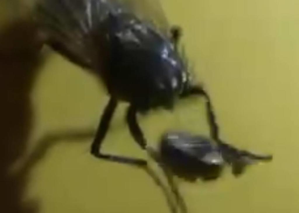 Una mosca 'juega' con su cabeza tras ser decapitada