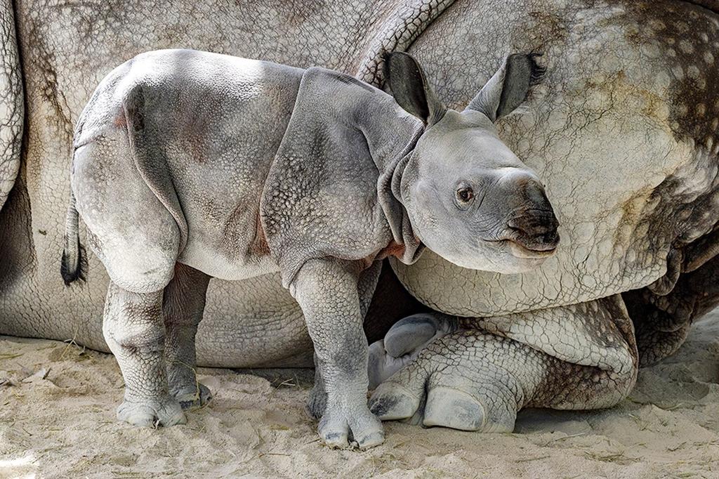 Nace rinoceronte en San Diego; hay esperanza de salvar la especie