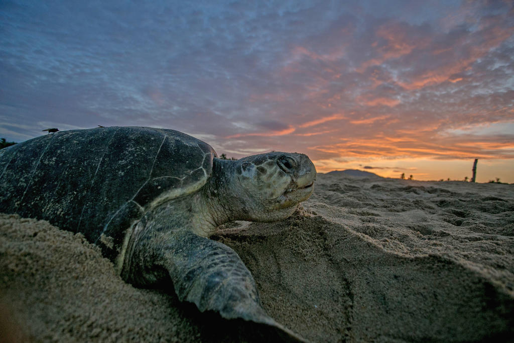 Confirman muerte de tortugas marinas por acumulación de sargazo