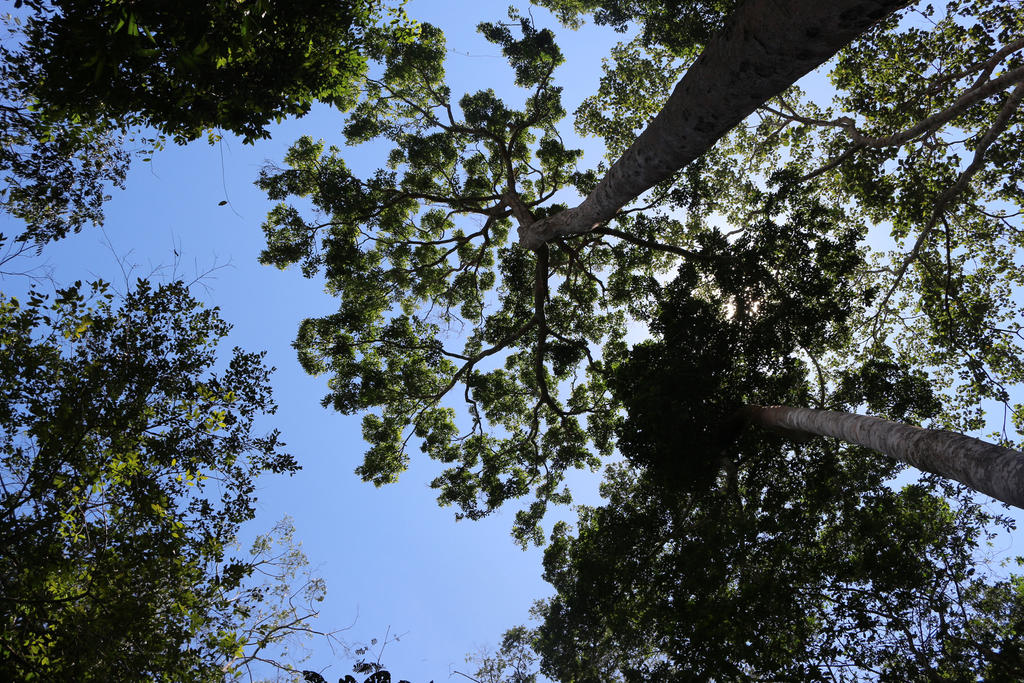 Bosques, 'fundamentales' para frenar el cambio climático