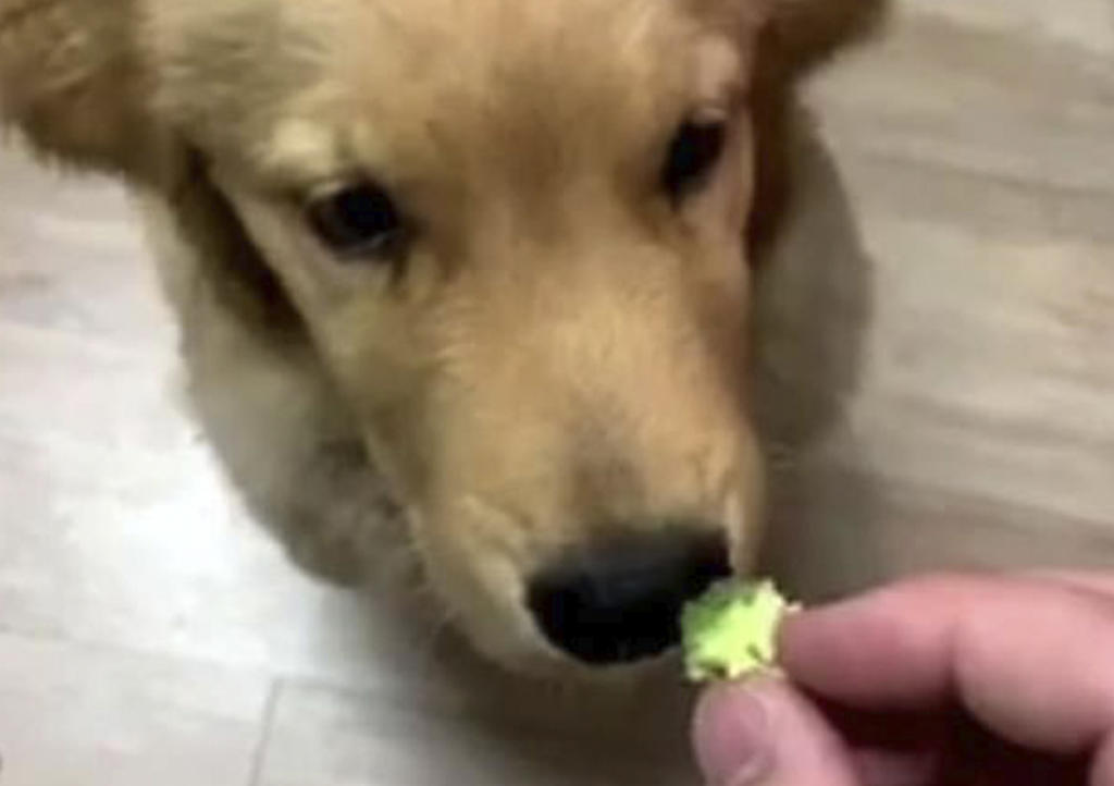 La cómica reacción de perro al comer brócoli
