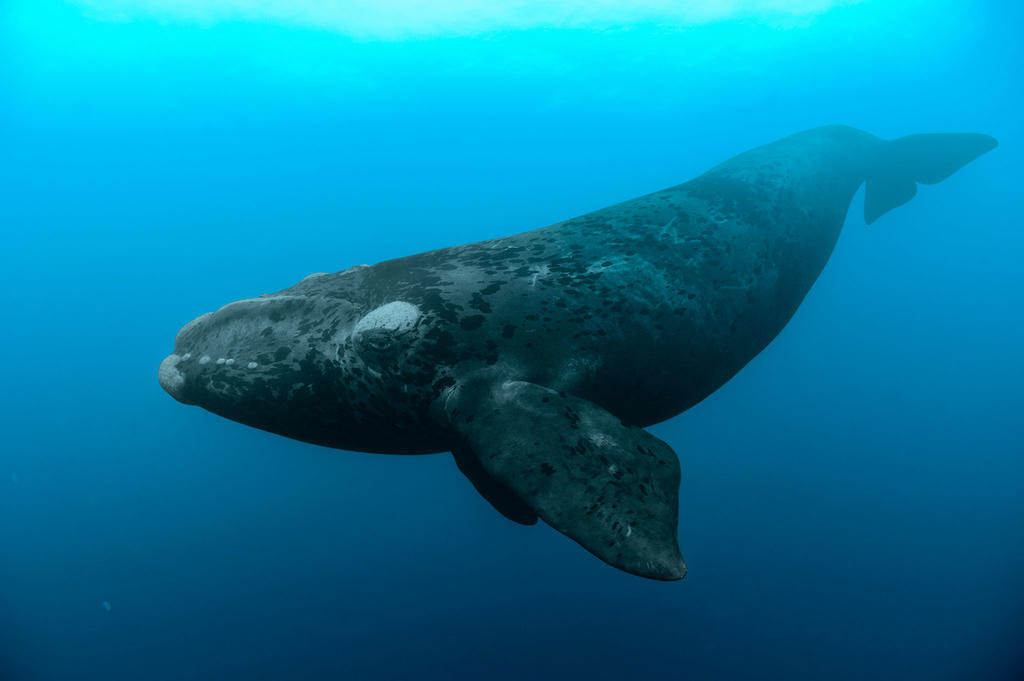 Canadá ajusta medidas para proteger a ballenas francas