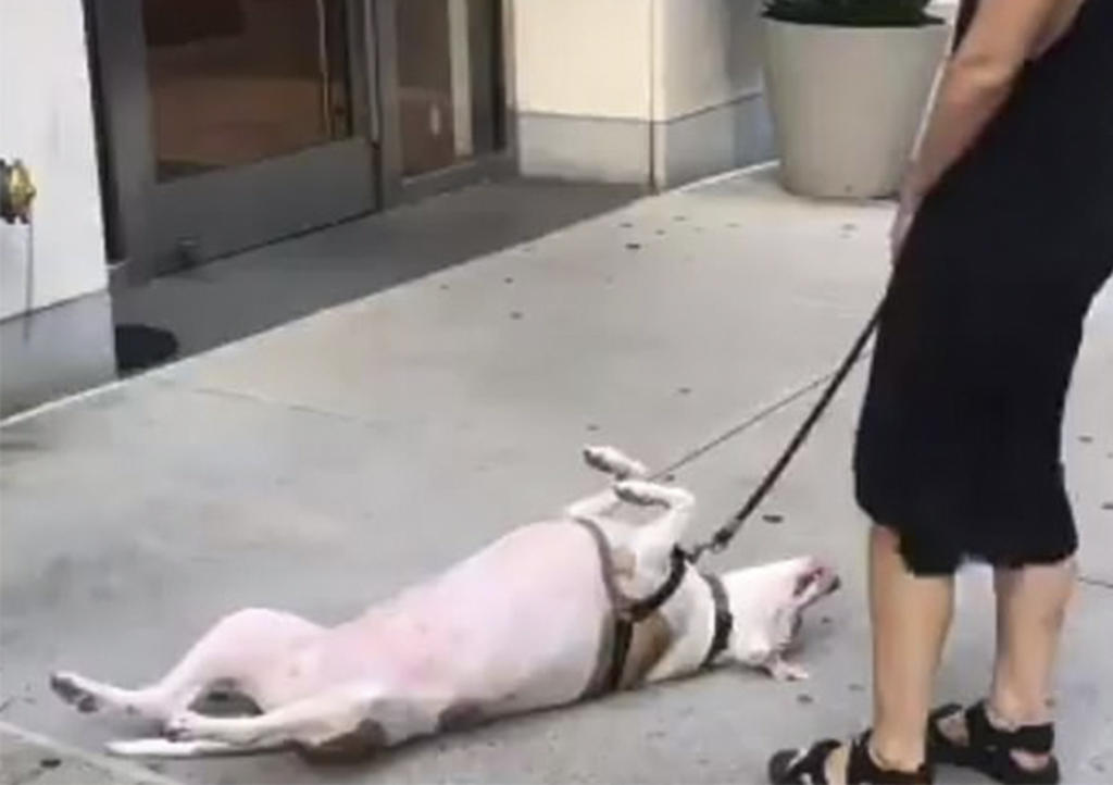 Perro se rehusa a caminar con su dueña y se hace viral