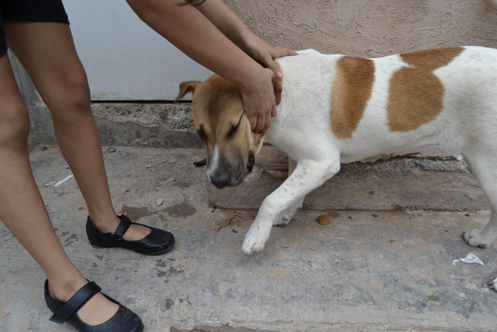 Proponen multas de hasta 76 mil pesos por maltrato animal en San Luis Potosí