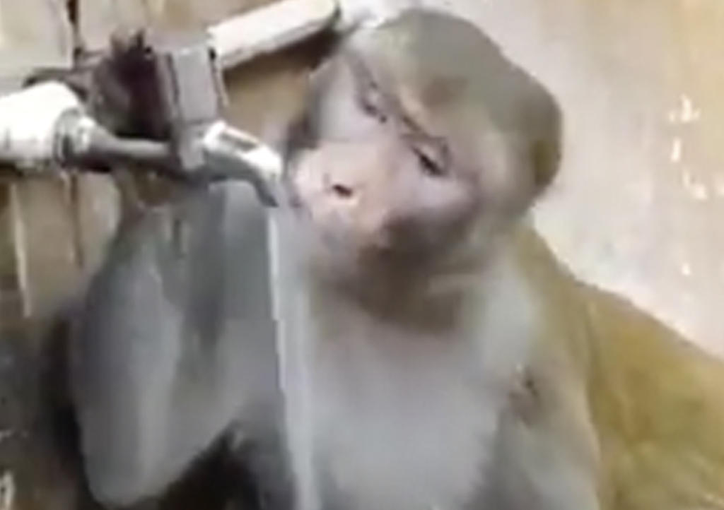 Mono cierra llave de agua tras tomar y la red le aplaude