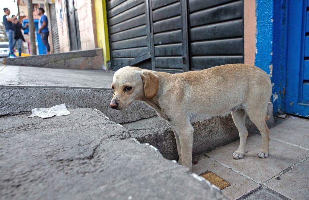 Exhortan a gobernadores a esterilizar perros callejeros