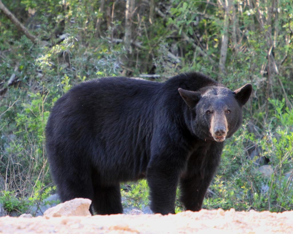 Lanzan línea para reportar avistamiento de osos