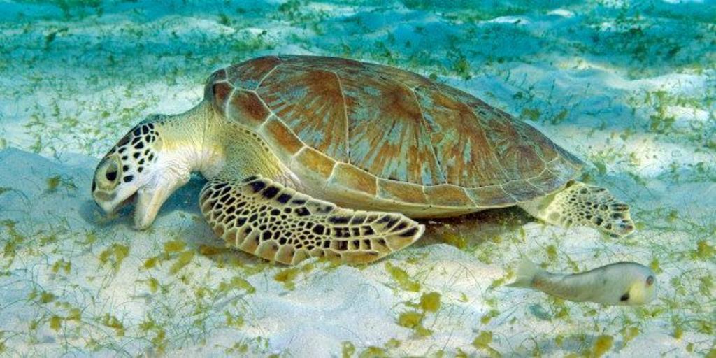 Confundidas, tortugas verdes comen plásticos parecidos a algas marinas