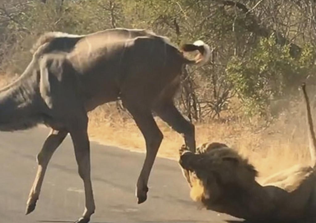 León caza a antílope frente a turistas