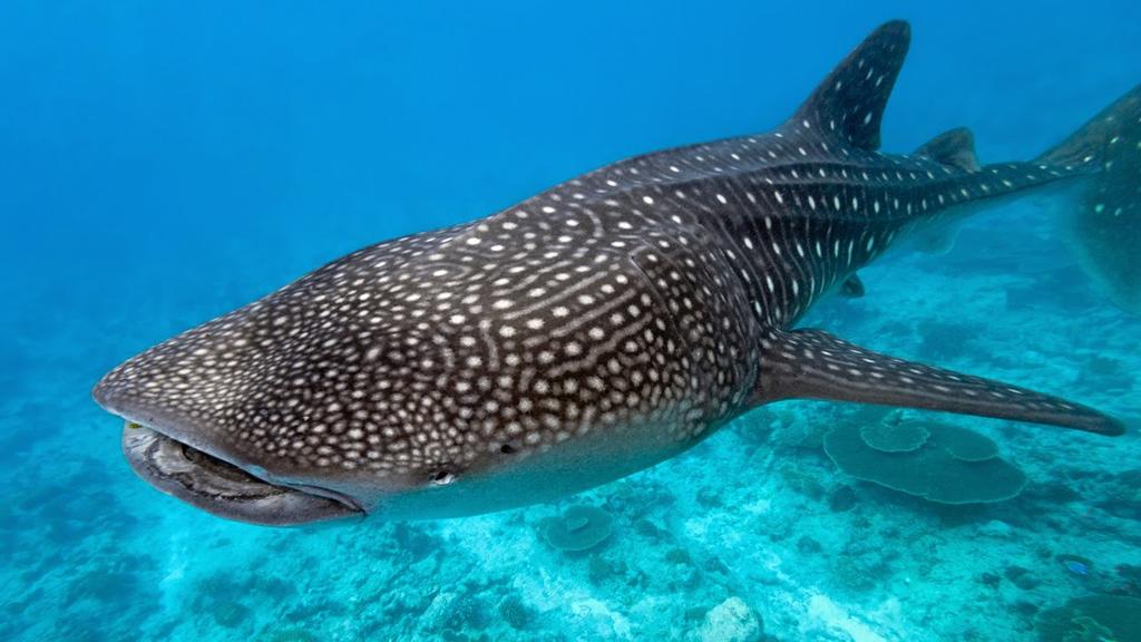 Denuncian maltrato de tiburón ballena en Quintana Roo
