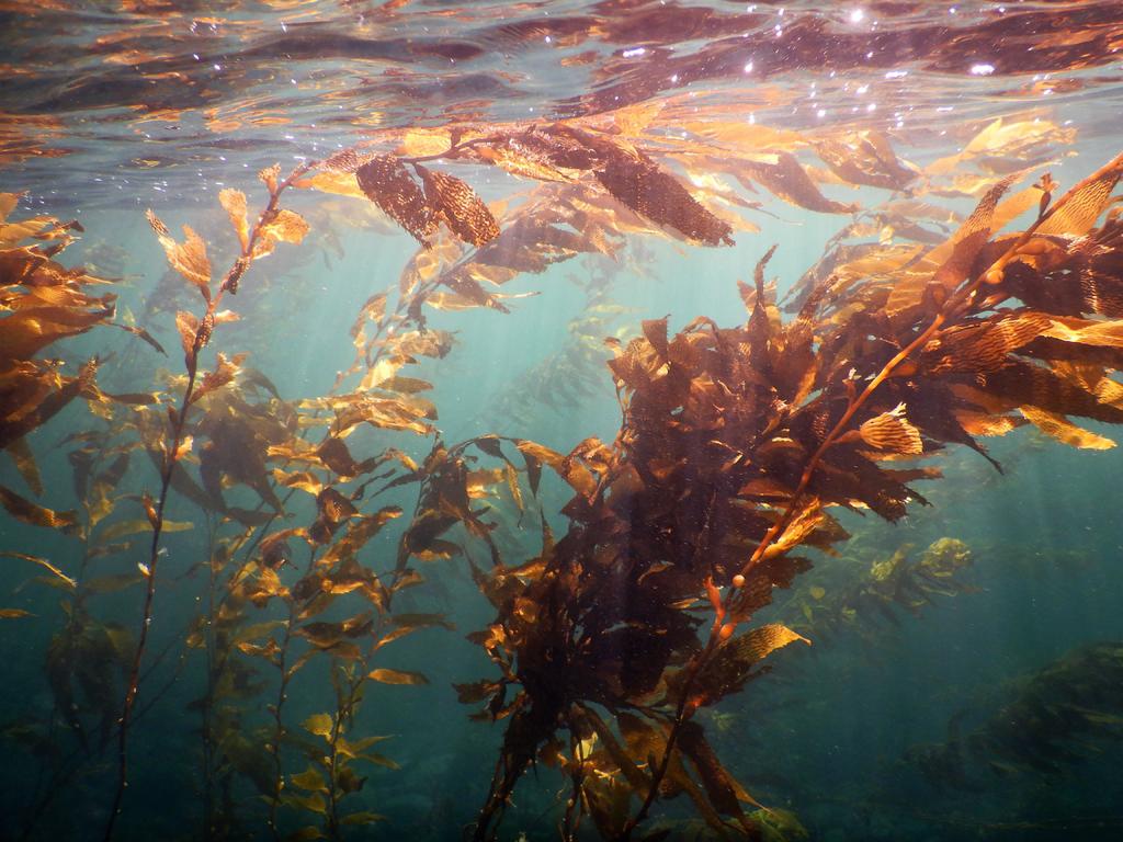 Bosque de huiro: entramado de algas vital para el ecosistema patagónico