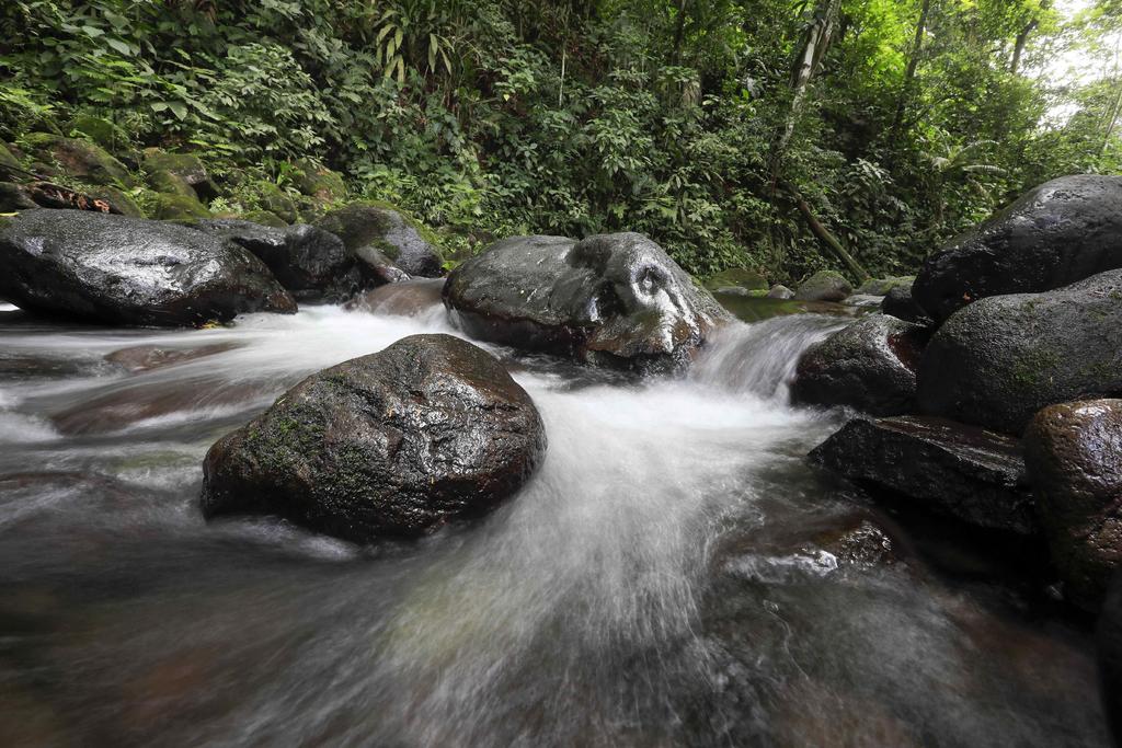 Preservar bosques tropicales es fundamental para atenuar la crisis climática