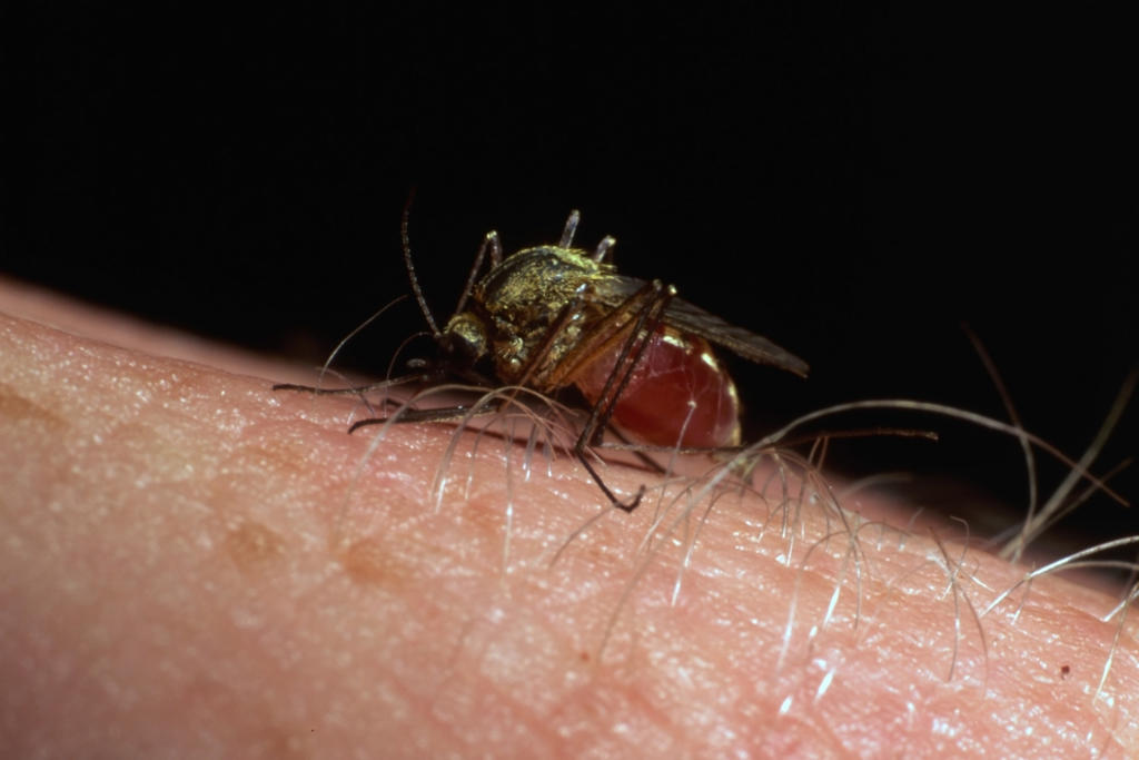 Siete de cada 10 americanos están expuestos al dengue