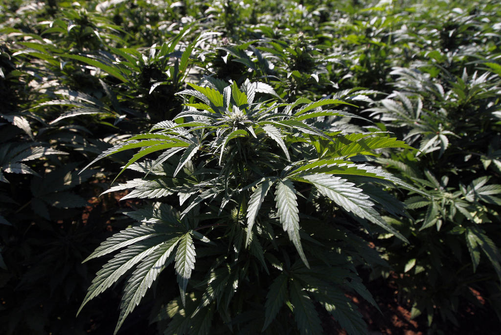 Acatará Cofepris orden de SCJN sobre uso medicinal de marihuana