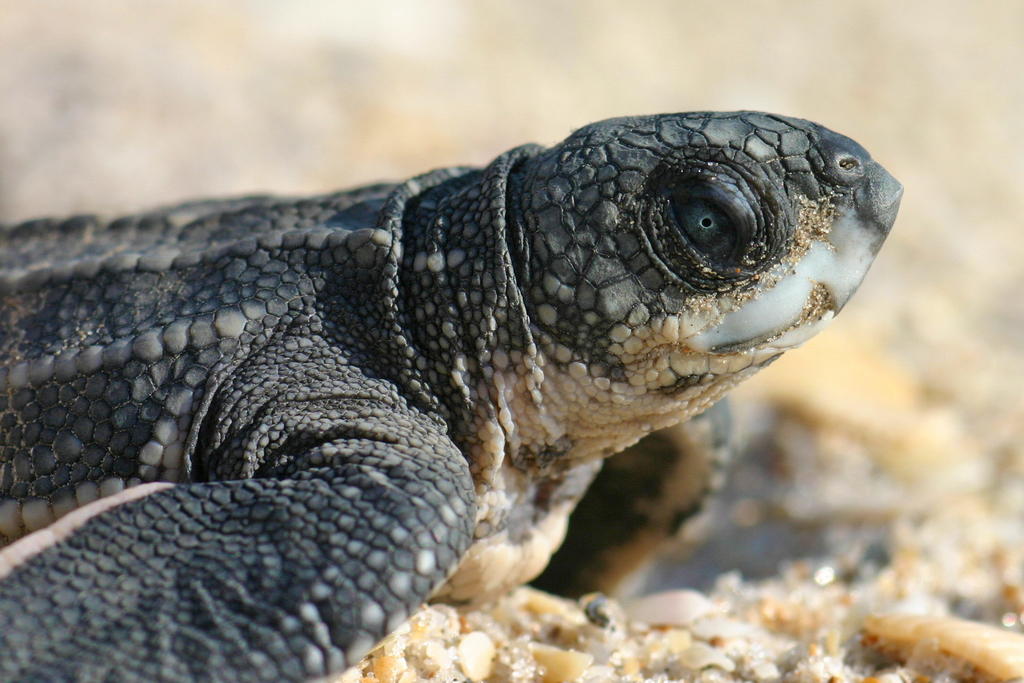Extraen ADN de productos de carey para combatir caza de tortugas