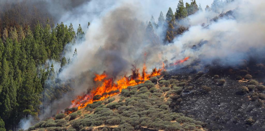 Incendio forestal arrasa seis mil hectáreas en Gran Canaria