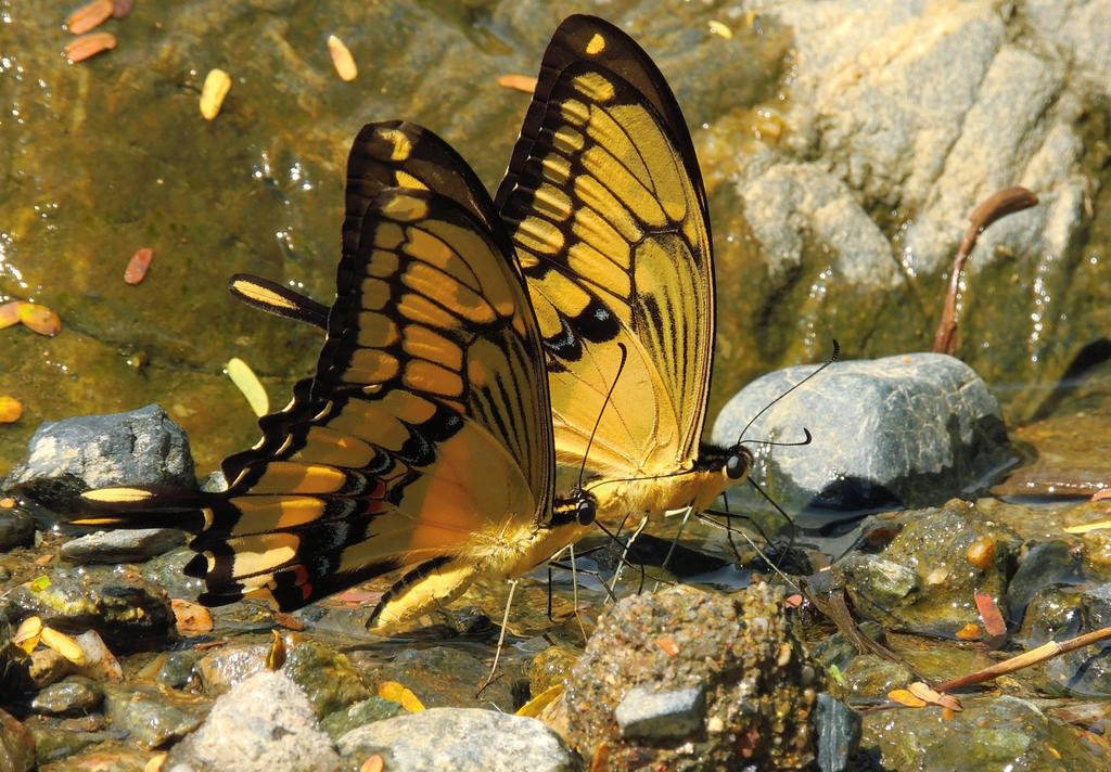 Alas de mariposa albergan un revolucionario método antifalsificación