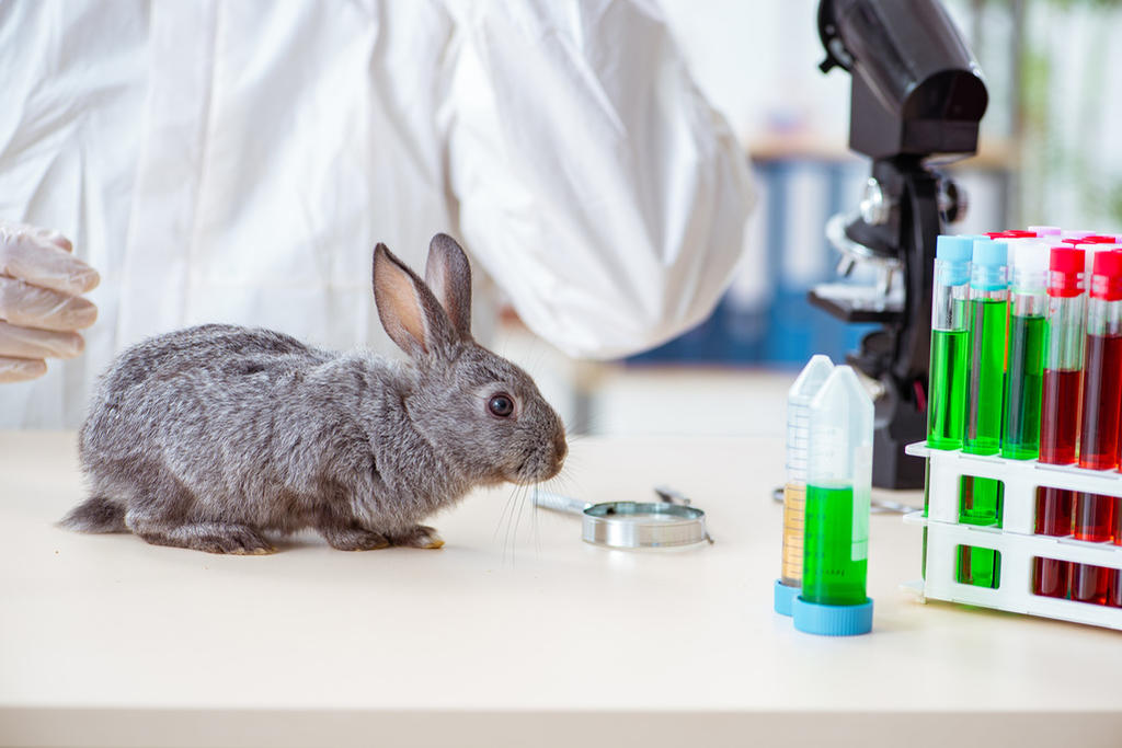 ¿Cuáles son las enfermedades más comunes en los conejos?