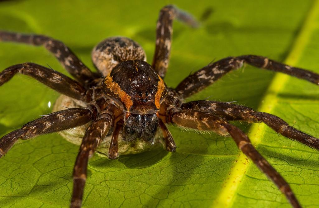 Ciclones tropicales favorecen a las colonias de arañas agresivas